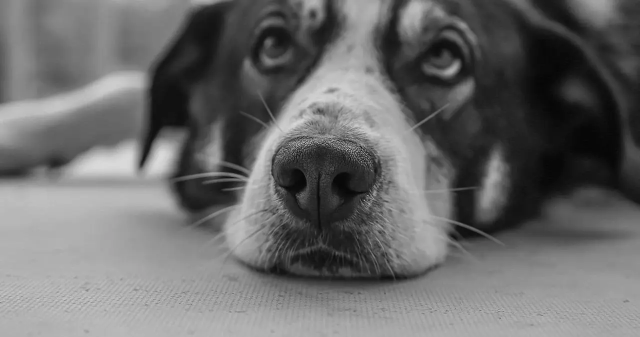 西檬之家k9犬系怎么玩?解锁字母圈你的新体验 一